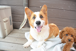 犬の脳みそに届く3つのこと 袋井市にある犬のしつけ教室 ワンコ ワークス