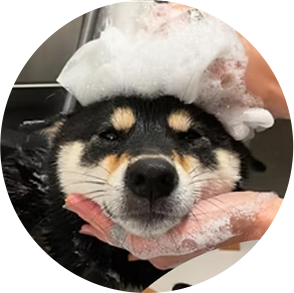 dog11