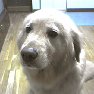 epi img1 epi img1