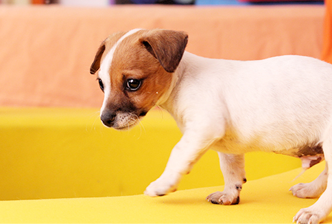 puppy img1 puppy img1