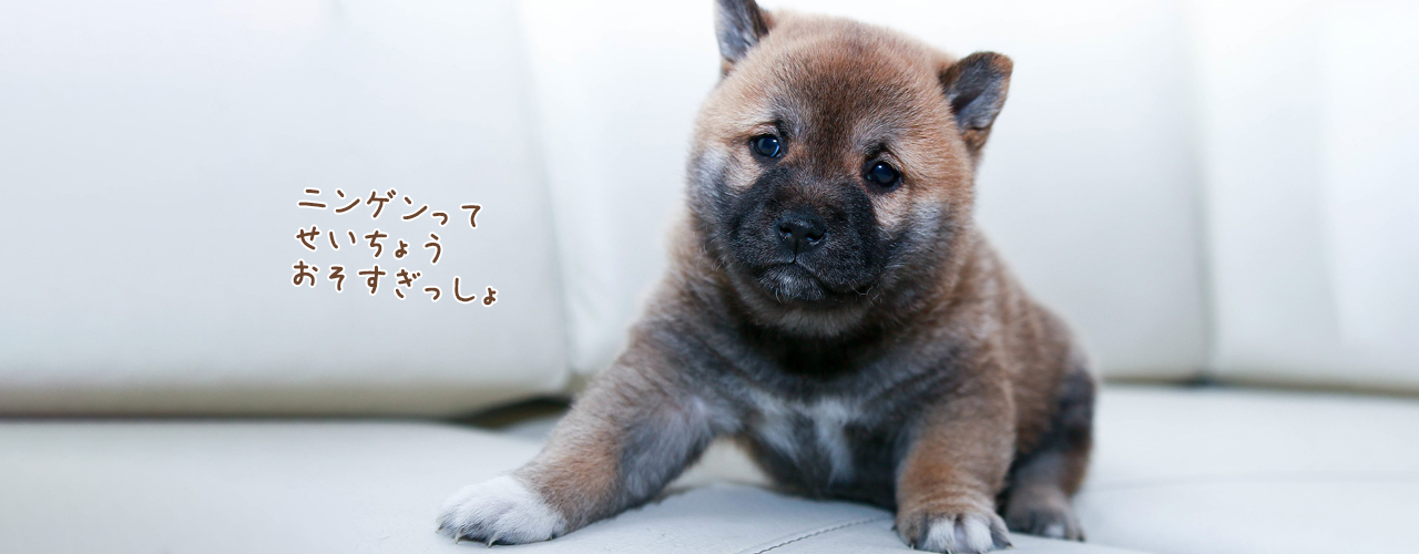 puppy-main-img puppy-main-img